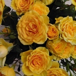 BS Yellow Roses Branchues rouges d'Equateur Ethiflora